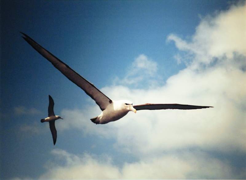 White-Capped Albatross by David Robinson.jpg